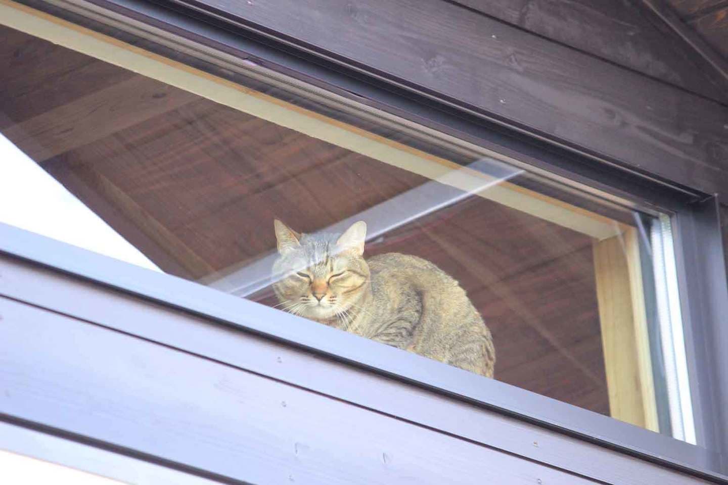 事例_猫がのぞく窓