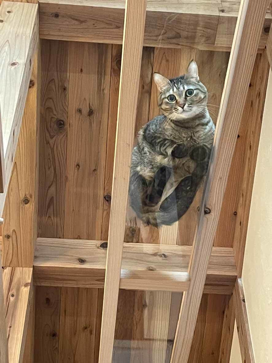 事例_足裏猫キャットウォーク