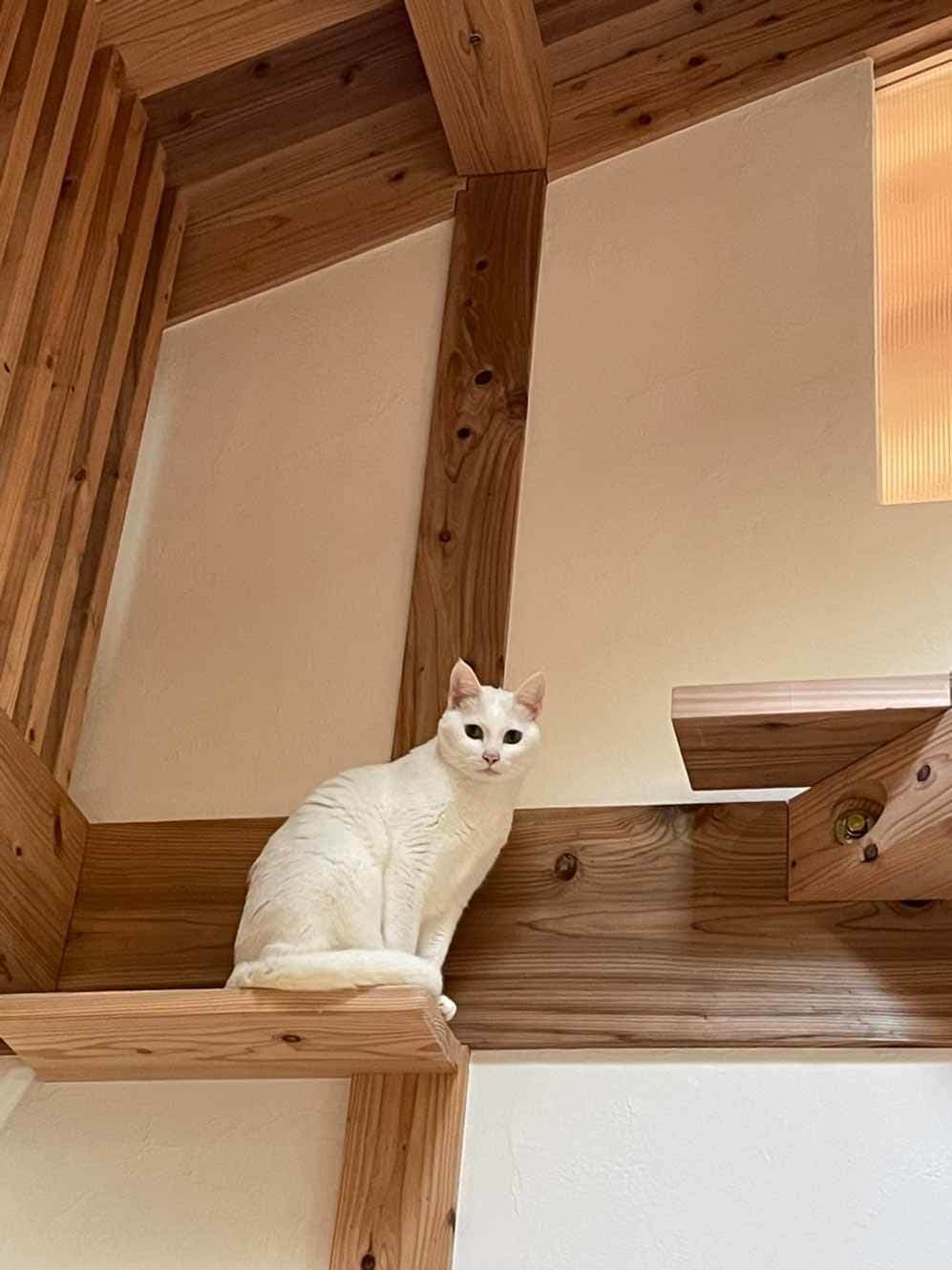 事例_キャットウォーク