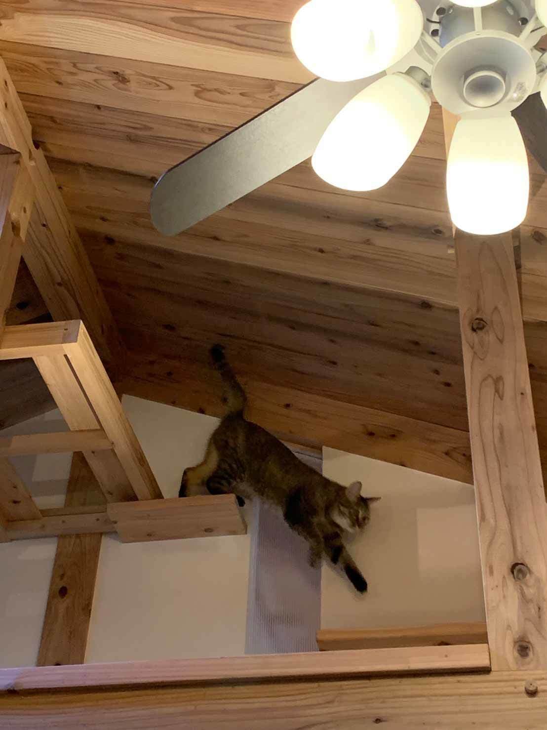 事例_キャットウォークと猫