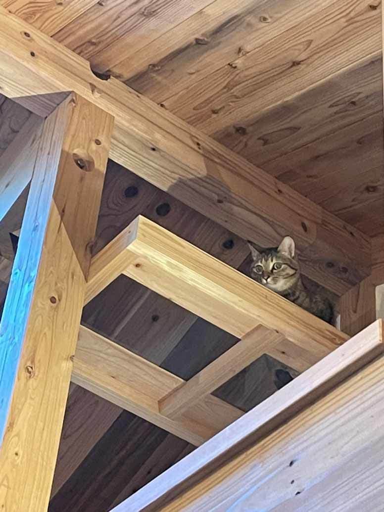 事例_キャットウォークと猫2