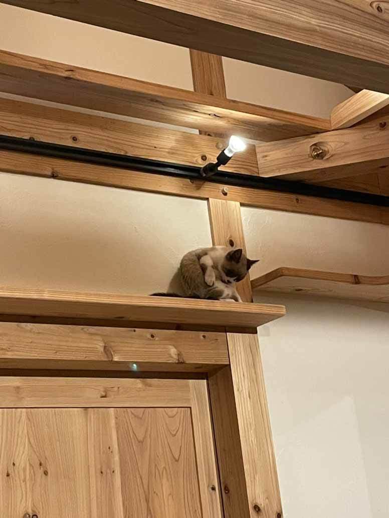 事例_キャットウォークと猫3