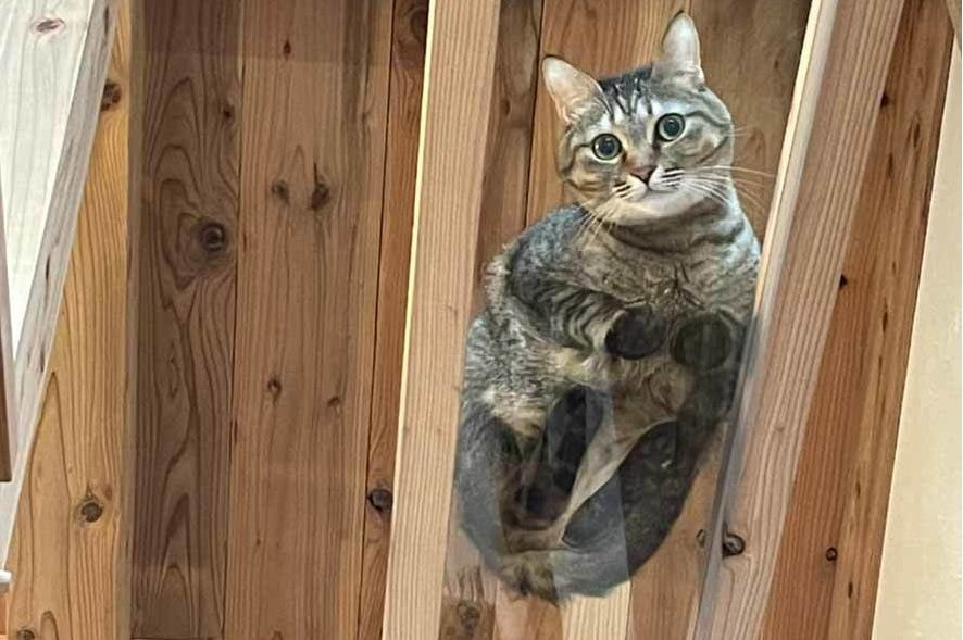 事例_猫の足裏が見えるキャットウォーク
