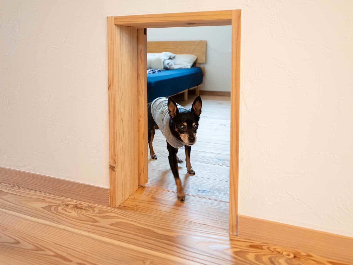 事例_犬専用入り口
